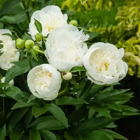 Rizomi de Bujor Duchesse de Nemours