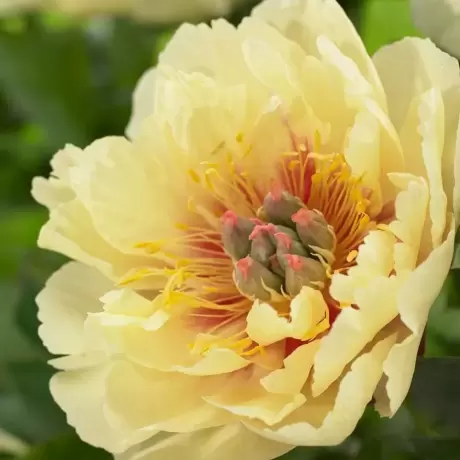 Rizomi de Bujor Garden Treasure