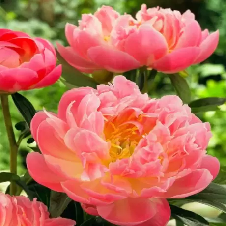 Rizomi de Bujor Pink Hawaiian Coral