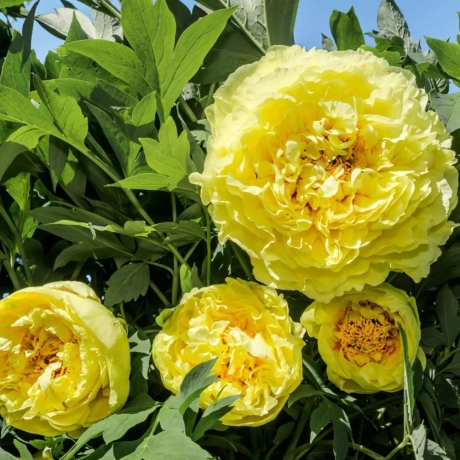Rizomi de Bujor Lite Green