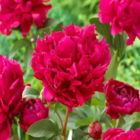 Rizomi de Bujor Red Charm