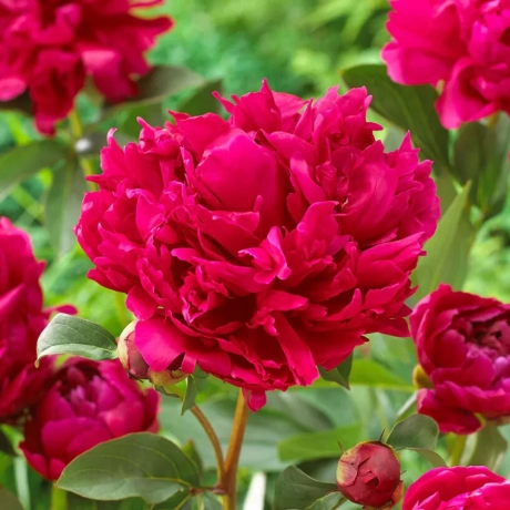 Rizomi de Bujor Red