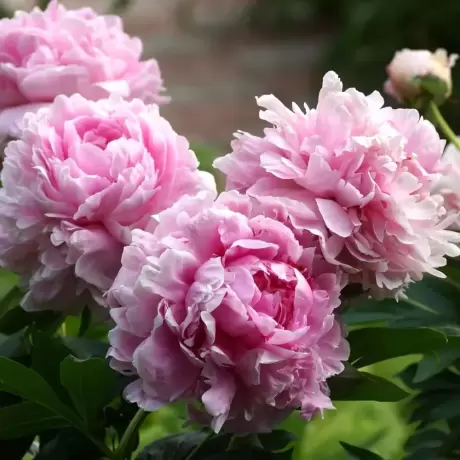 Rizomi de Bujor Sarah Bernhardt