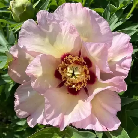 Rizomi de Bujor Pastel Splendour