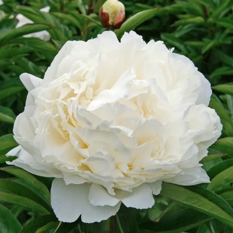 Rizomi de Bujor White