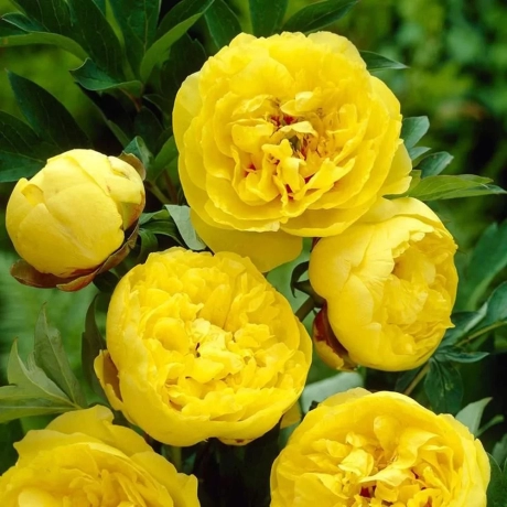 Rizomi de Bujor yellow