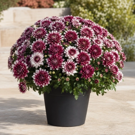 Crizantema Bicolora Burgundy Snow