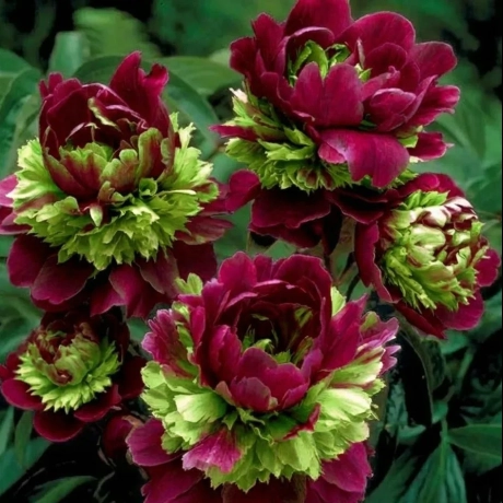 Rizom De Bujor  - Burgundy Halo