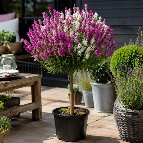 Lavanda Pomisor Altoita - Ticlam si Alb