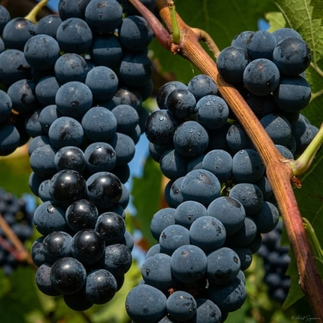 Vita de Vie Capsunica Neagra La Ghiveci