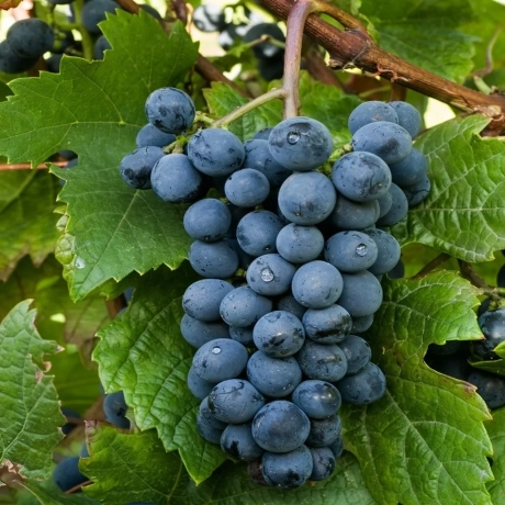 Vita de vie Leon Millot la Ghiveci