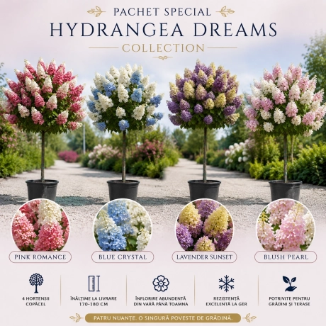 Pachet Promo Hortensia Copacel - 4 Bucati
