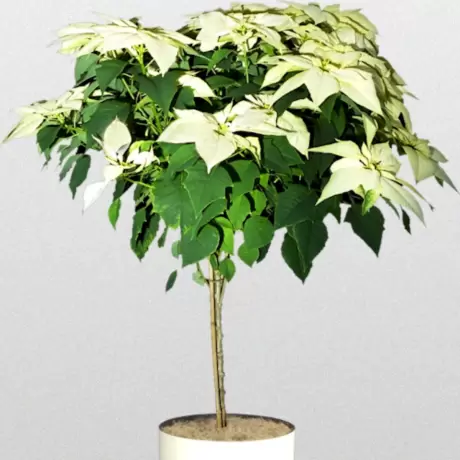 Craciunita Alba pe Tulpina Inalta - Poinsettia la Ghiveci