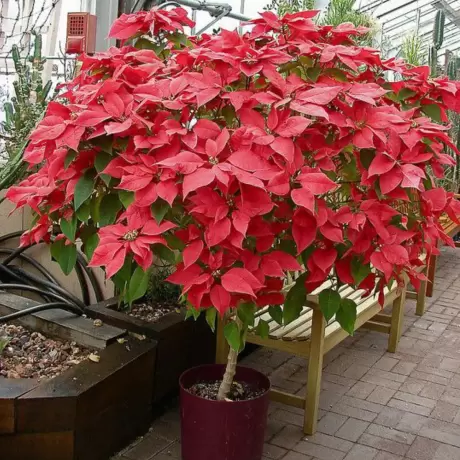 Craciunita Rosie pe Tulpina Inalta - Poinsettia la Ghiveci