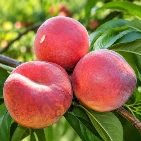 Pom fructifer - Piersic Plat Paty - Perioada Coacere Medie