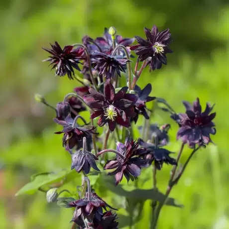 Caldarusa Black Barlow