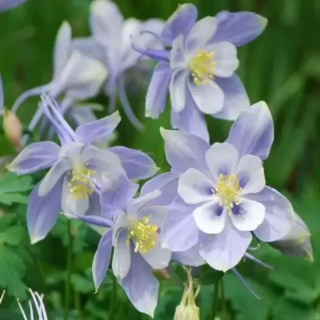 Caldaruse Rocky Mountain Columbine