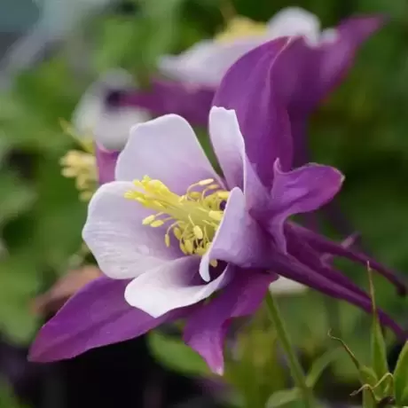 Caldaruse Violet Splash