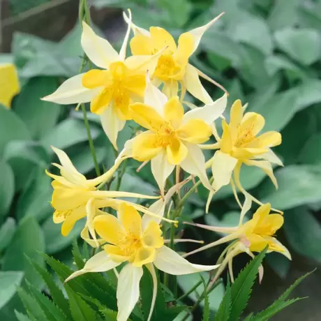Caldaruse Yellow