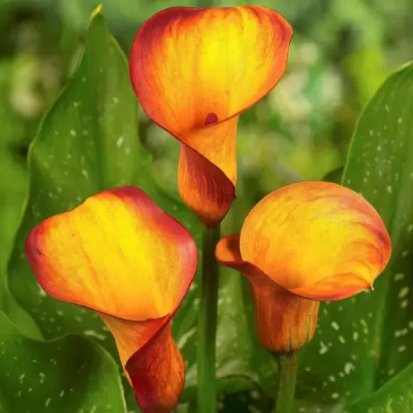 Cale Orange Beauty