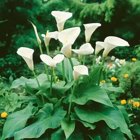 Cale Zantedeschia Elegant Swan