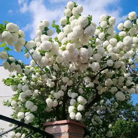Calin - Viburnum Eskimo la Ghiveci