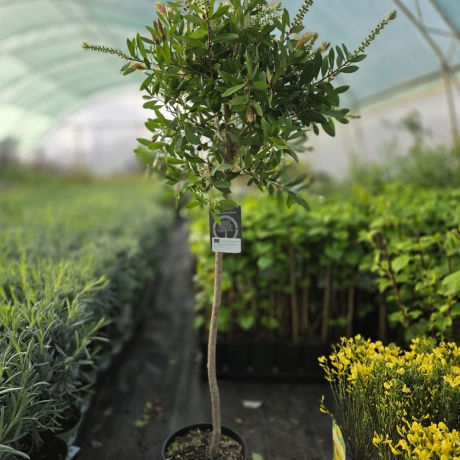 Callistemon Rugulosus - Copăcel la Ghiveci