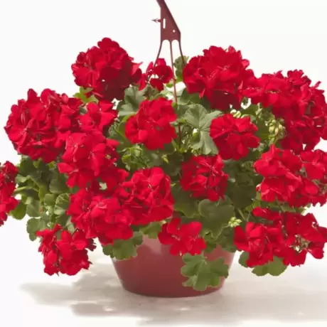 Mușcate Calliope - Dark Red - Ghiveci Suspendat de 30 cm