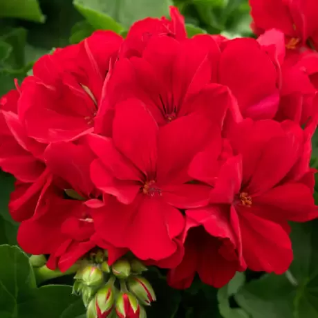 Mușcate Calliope - Dark Red - Ghiveci Suspendat de 30 cm
