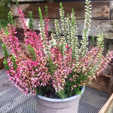 Calluna - Vulgaris Mix la Ghiveci