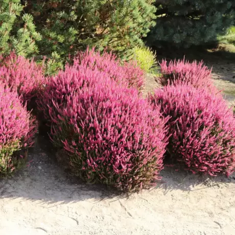 Calluna - Vulgaris Pink la Ghiveci