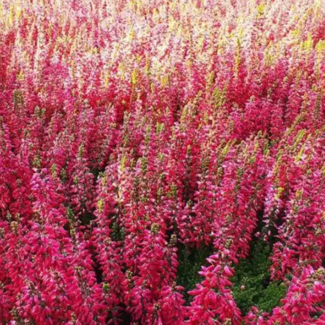 Calluna - Vulgaris Red la Ghiveci