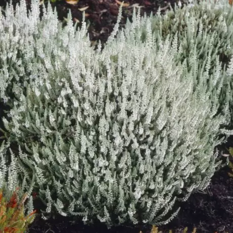 Calluna - Vulgaris White la Ghiveci