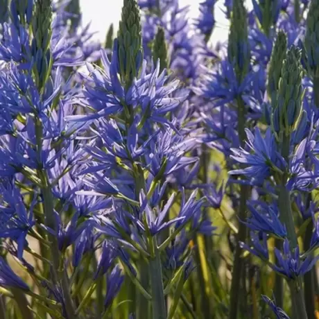 Camassia Caerulea