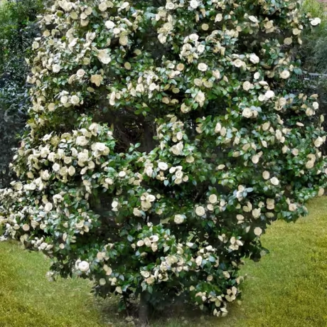 Camelia Japonica alba la Ghiveci