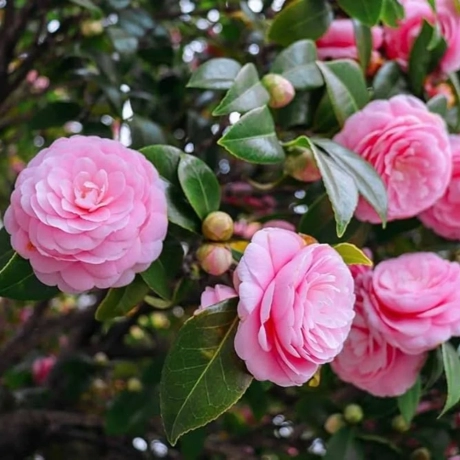 Camelia Japonica Roz la Ghiveci