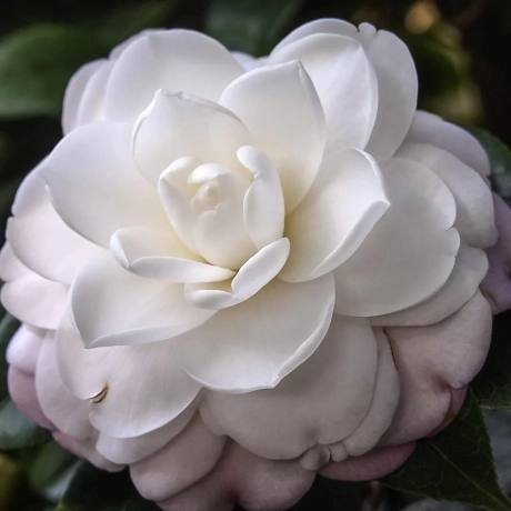 Camelia Japonica White la Ghiveci