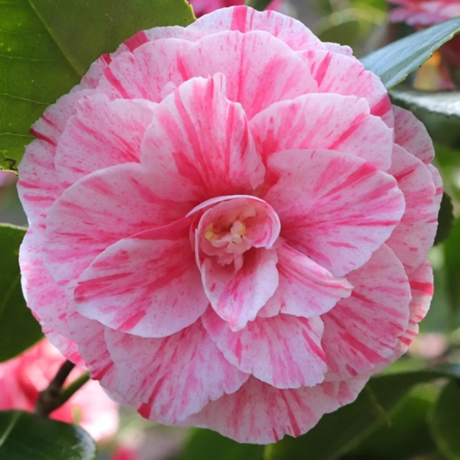 Camelia Japonica Bicolor Roz la Ghiveci