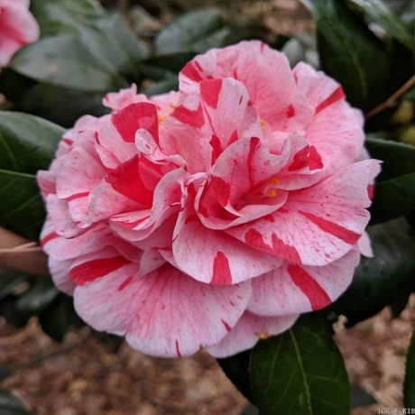 Camelia Japonica Bicolor rosie la Ghiveci
