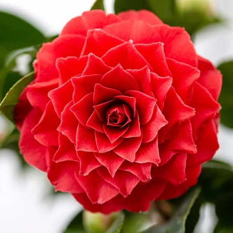 Camelia Japonica Rosie la Ghiveci
