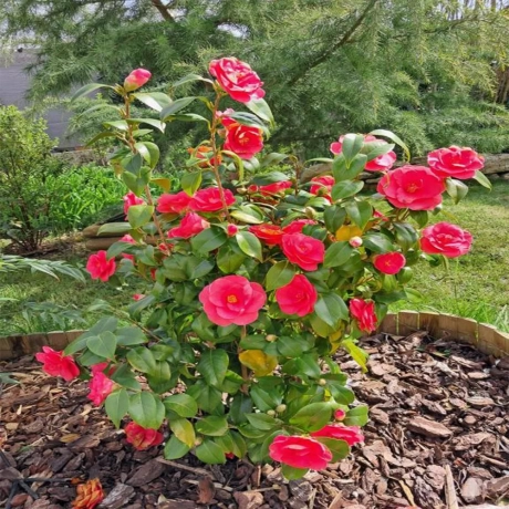 Camelia Japonica Rosie la Ghiveci