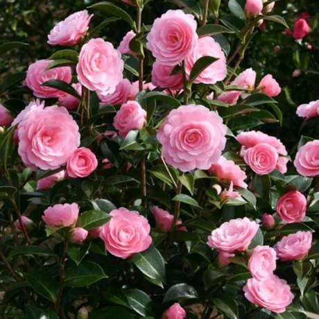 Camelia Japonica Roz la Ghiveci