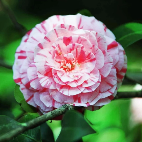 Camelia Japonica Alb si Roz la Ghiveci