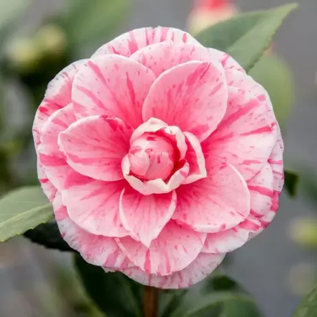 Trandafir Teahibrid White Pink - anul 3 la Ghiveci