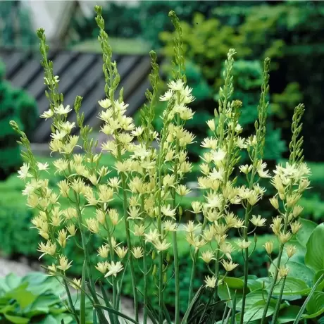 Camassia Semiplena