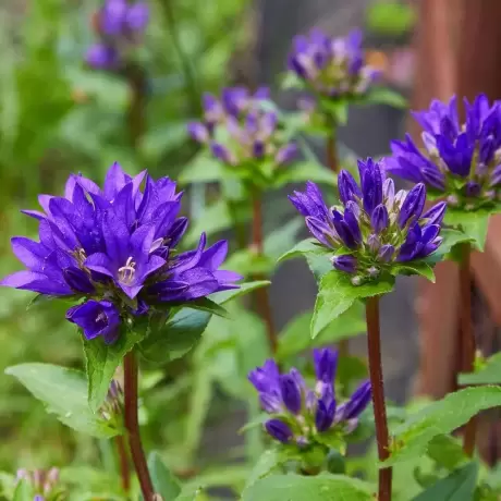 Campanula Glomerata Superba la Ghiveci