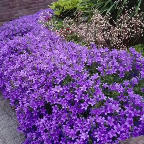 Campanula Portenschlagiana la Ghiveci