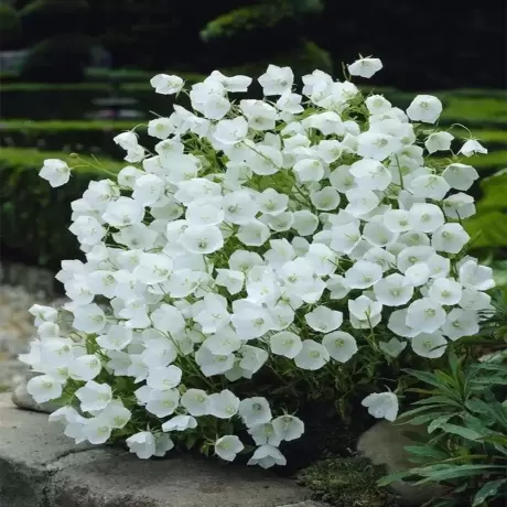 Campanula White la Ghiveci