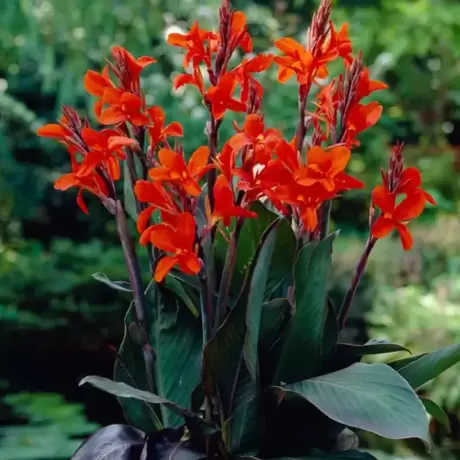 Canna Indica - Rosie la Ghiveci