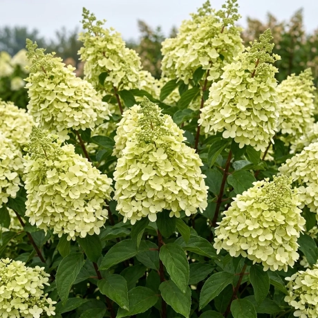 Hortensia paniculata Candlelight la Ghiveci